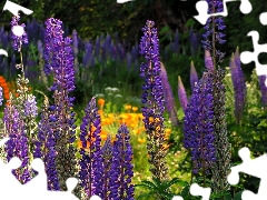 lupine, Meadow, Flowers