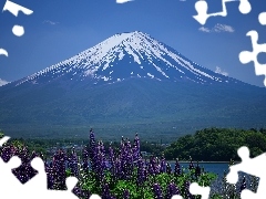 lupine, volcano, lake