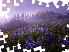 viewes, Mountains, Meadow, Washington State, lupine, Stratovolcano Mount Rainier, Mount Rainier National Park, The United States, Fog, trees