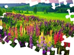 Meadow, lupine