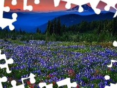 Mountains, Meadow, Lupine, woods