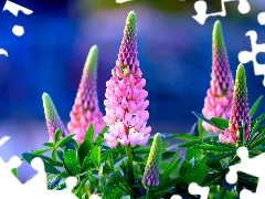 lupine, Flowers, Pink