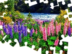 lupine, forest, River