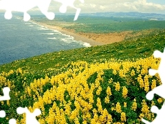 sea, Yellow, lupine, Coast