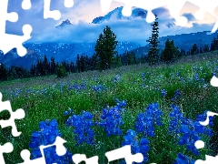 Mountains, Flowers, viewes, lupine, Meadow, trees, Fog