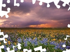 west, Nice sunflowers, lupine, sun