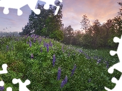 Meadow, trees, viewes, lupins