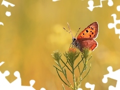 Colourfull Flowers, butterfly, Lycaena