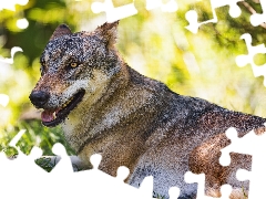 lying, Wolf