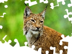 Lynx