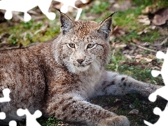 Lynx