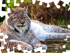 Lynx