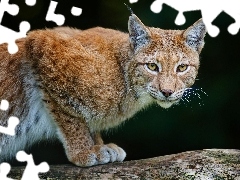 Lynx