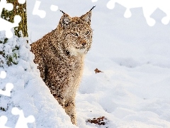Lynx, winter, gazing