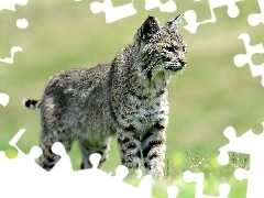 young, Lynx