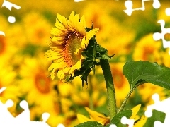 Sunflowers, Macro