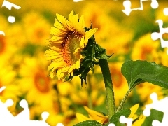 Sunflowers, Macro