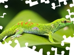 Green, gecko, Madagascar Day Gecko, lizard