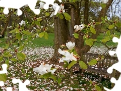 Magnolia, Bench, Park, White, Spring