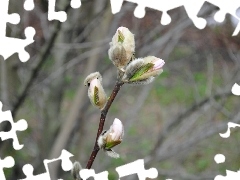 Blooming, Magnolia