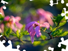 branch, Magnolia, blurry background, Flowers
