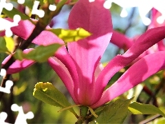 Pink, Magnolia