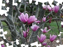 Magnolias, trees, purple