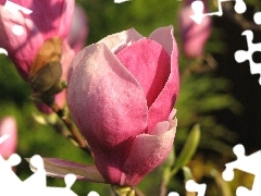 bud, Magnolii