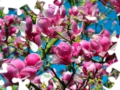 Flowers, viewes, Magnolii, trees