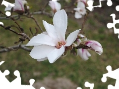 Magnolii, White, Flowers