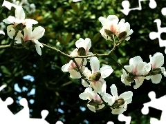 Magnolii, Flowers, white