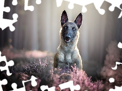 dog, Belgian Shepherd Malinois, heathers, muzzle