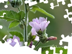 Colourfull Flowers, Pink, mallow