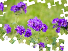 Mallow, purple, Flowers