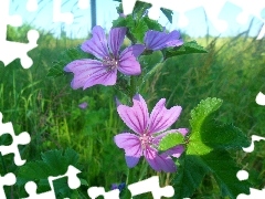 mallow, purple, Flowers