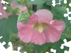 Pink, mallow