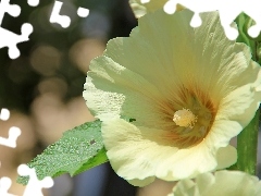 White, mallow