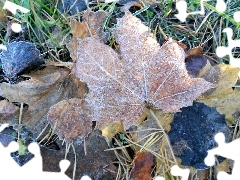 White frost, Leaf, maple