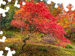 trees, viewes, autumn, Maple Palm, Garden