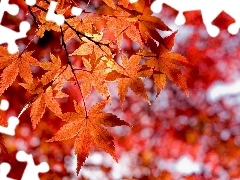 maple, autumn, Leaf