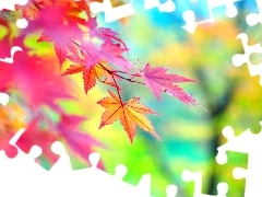 maple, Autumn, Leaf