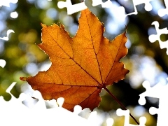 maple, Orange, leaf