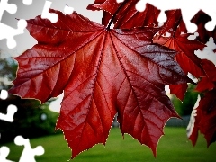 maple, Red, Leaf