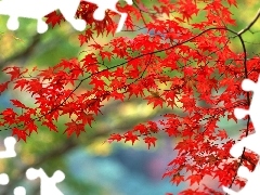 branch pics, Red, maple, Leaf