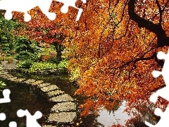 maple, Garden, pond