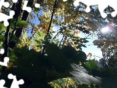 light breaking through sky, Leaf, maple