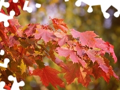 maple, Leaf, trees