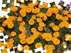 Yellow, marigold