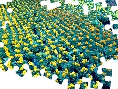 Field, marigolds