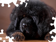 Black, Tibetan Mastiff